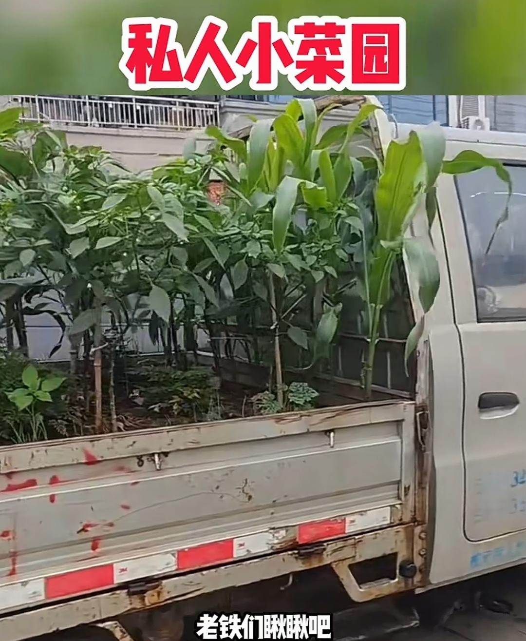 报废小货车摇身变菜园，连买菜的功夫都省啦！
真是大开眼界！报废小货车竟直接被改造