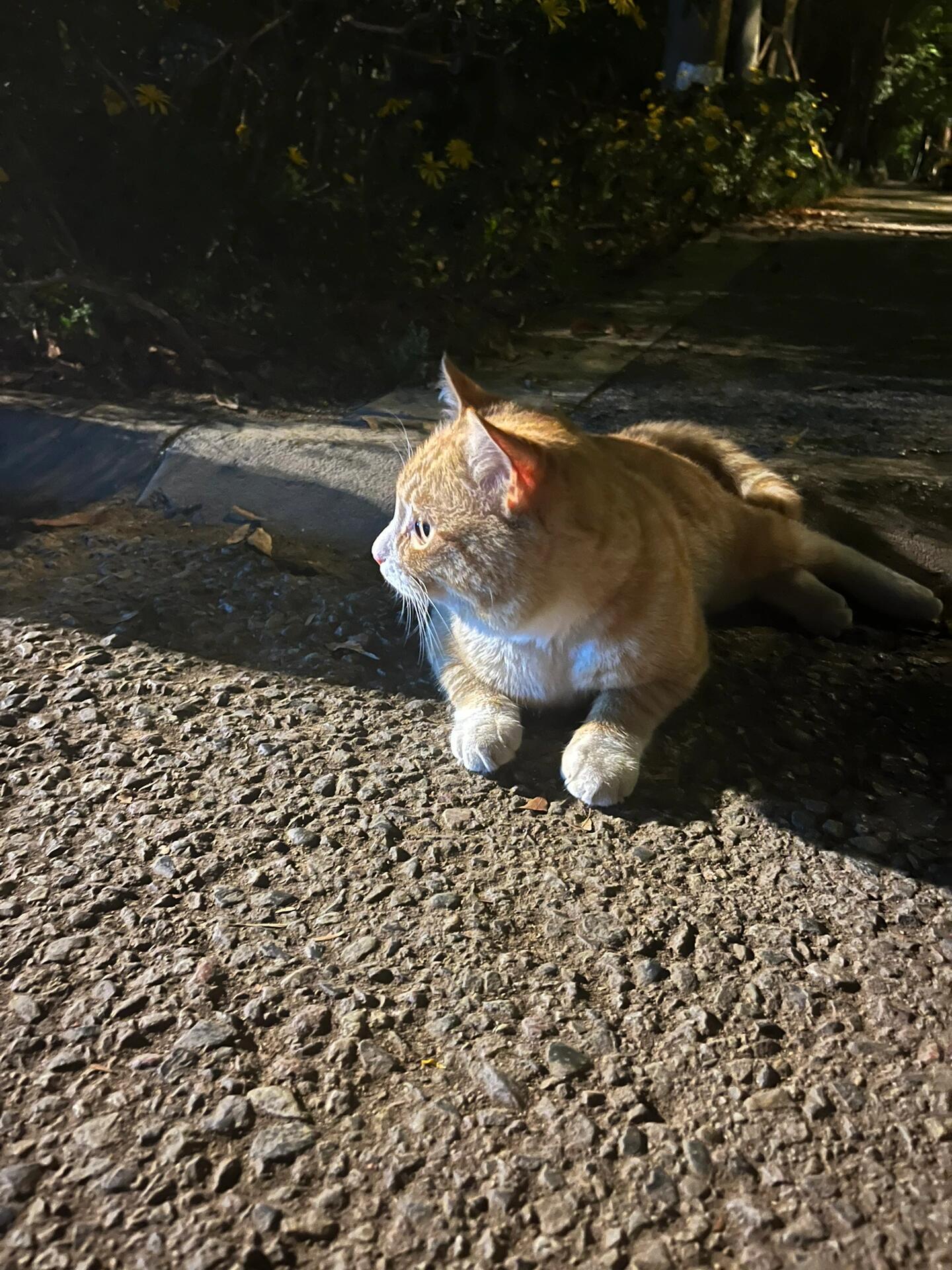 晚上好，小橘，身上干净的不像一只流浪猫，又乖又爱蹭人 ​​​