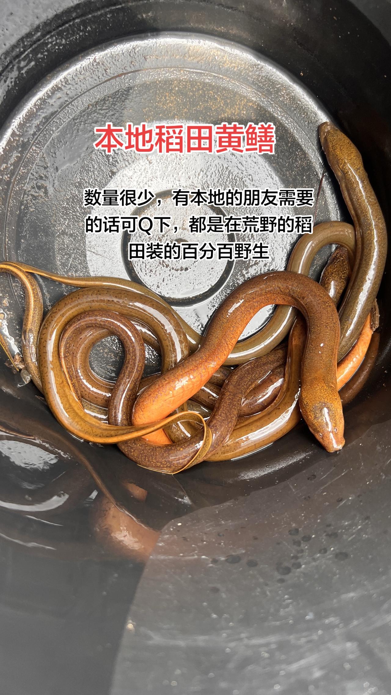 搞了两天才这么7个小笼子装的，卖60块一斤，大家贴的贵吗？因为是新手，现在主要的