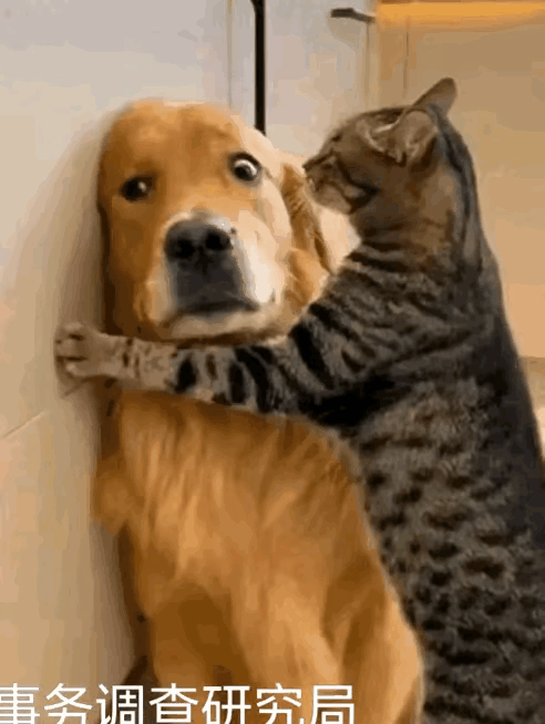 刷到一个视频，简直笑死人。
看狗狗那小眼神儿，
平时肯定没少挨这“小子”欺负。