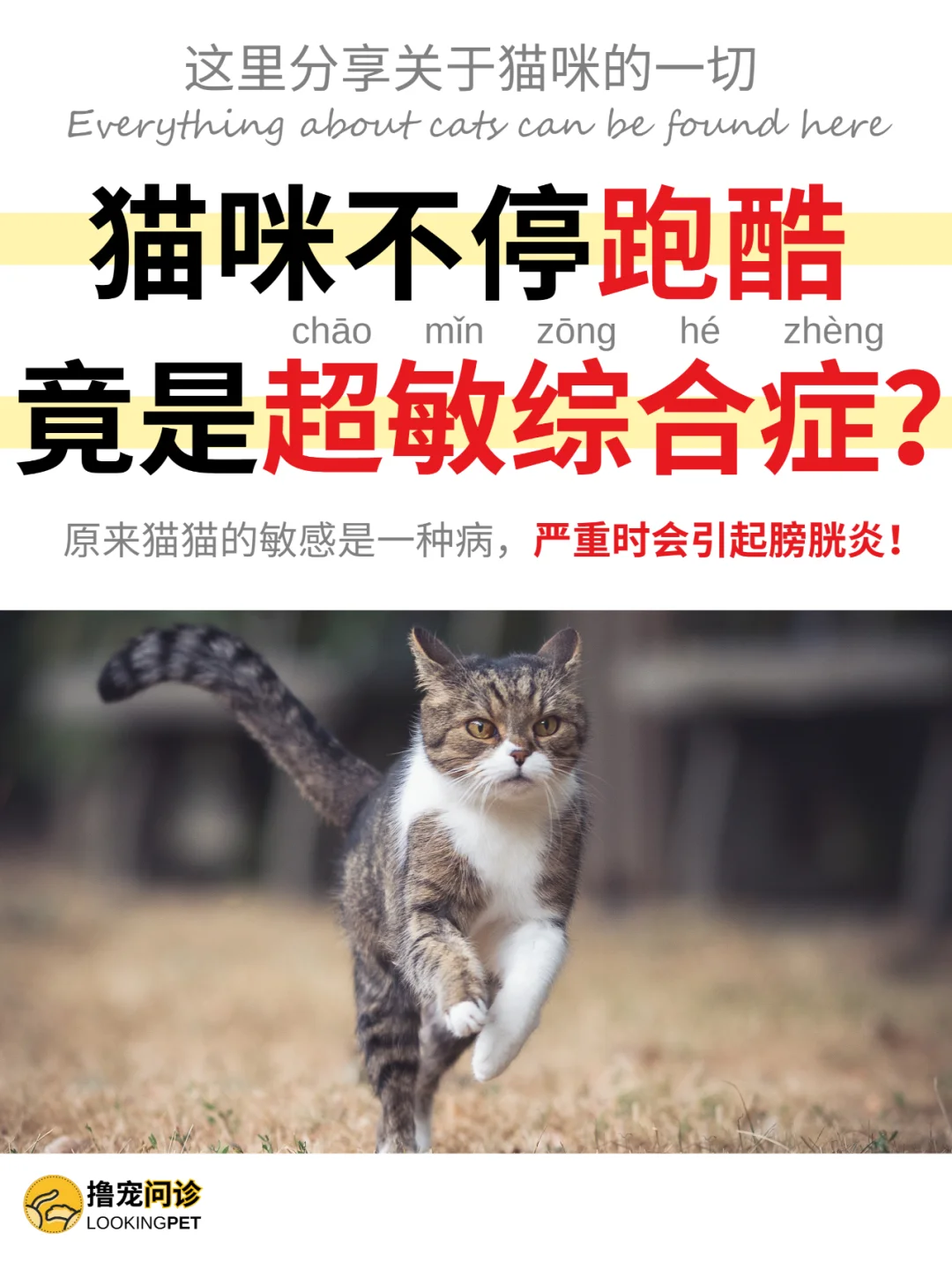 猫一直随地大小跑酷❓那你的麻烦就大了❗️