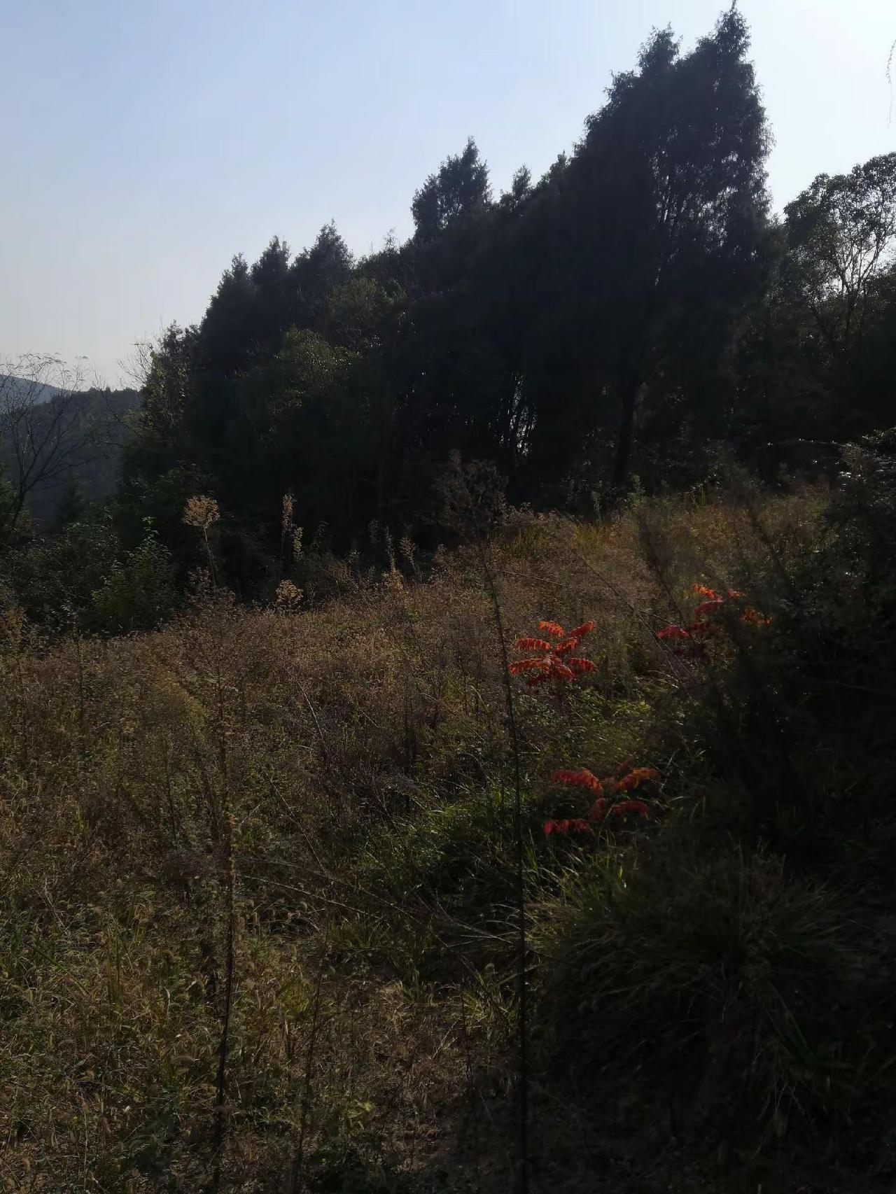 当地农村我的农村生活 在农村生活 农村人的生活