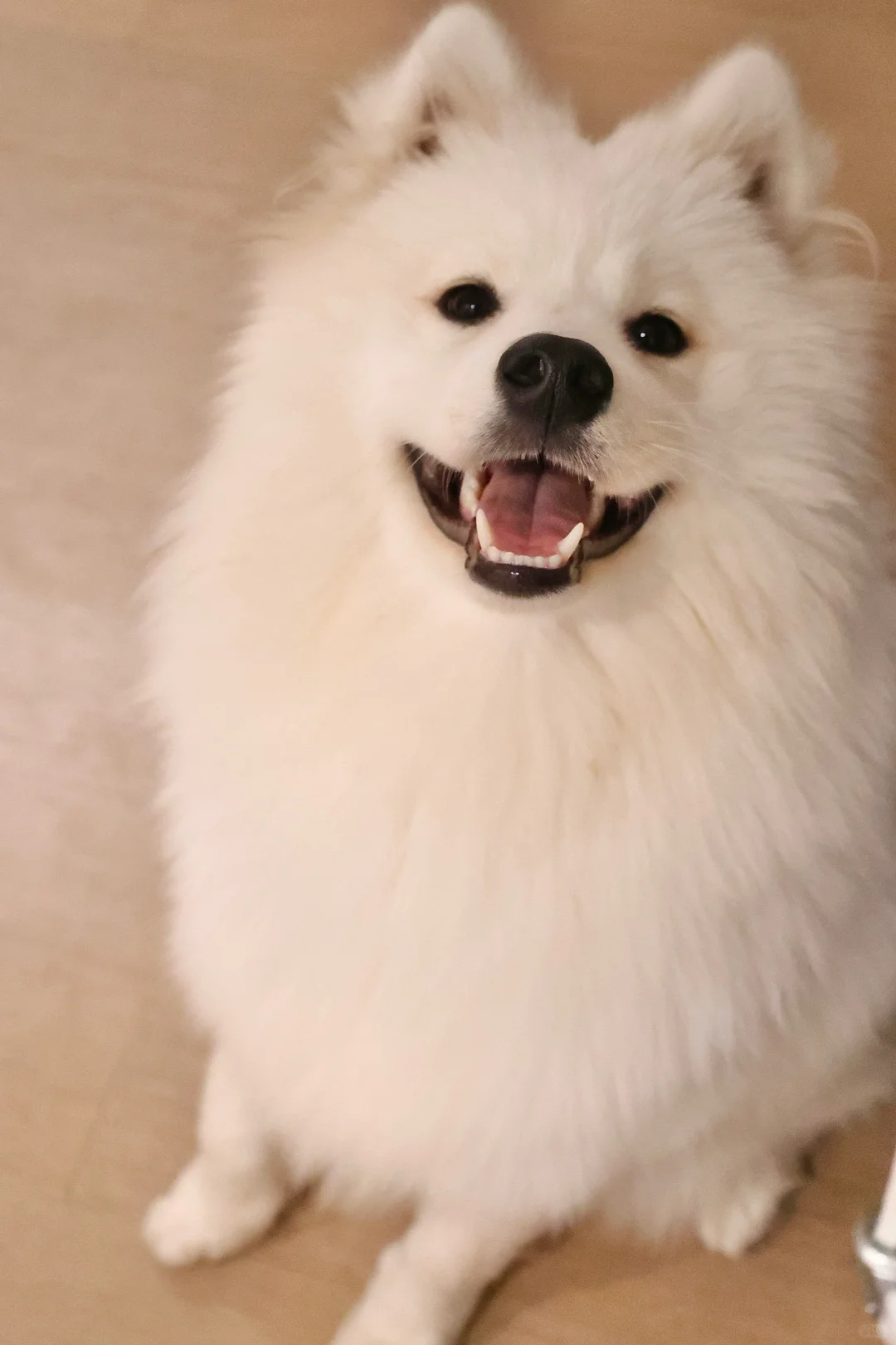 什么小狗一看就是女孩子啊