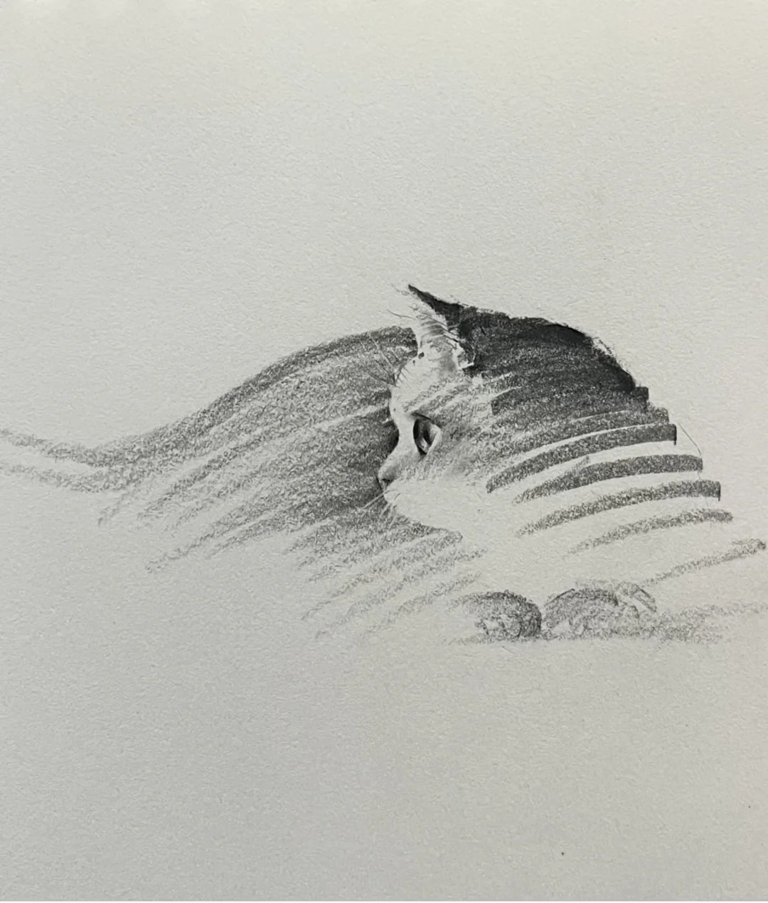 被几百万人所看过的猫猫速写….