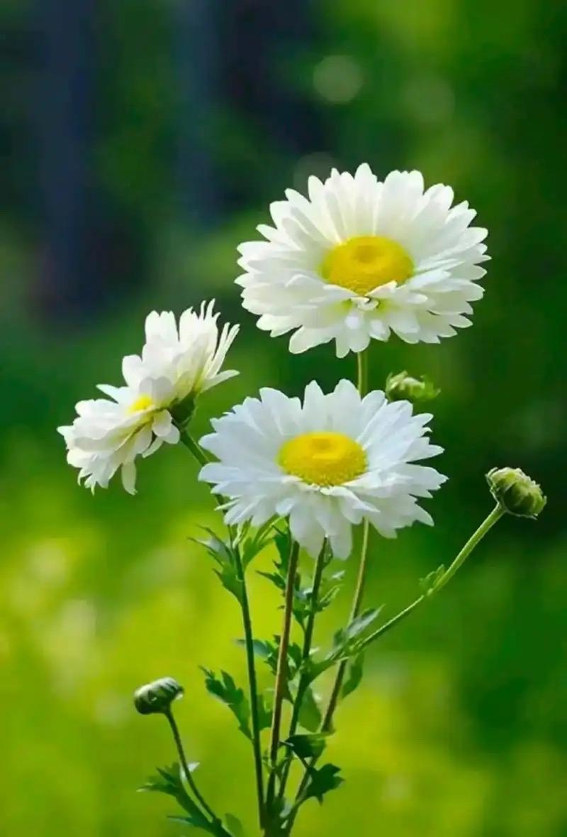 清明追思
 
清明时节雨濛濛，千里松楸泣晚风；
浊酒一杯浇垄上，慈容万里入梦中；