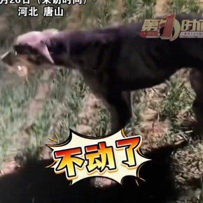 狗狗拉练高速跑时突然原地石化这狗子确实跑的很快，但是这个天气持续高速跑还是不太合