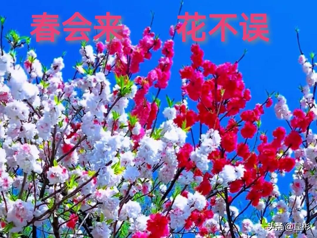 春与花的约会
是节气写给大地的情书
雨水刚过，枝头的梅
便开始点数碎银般的晨露