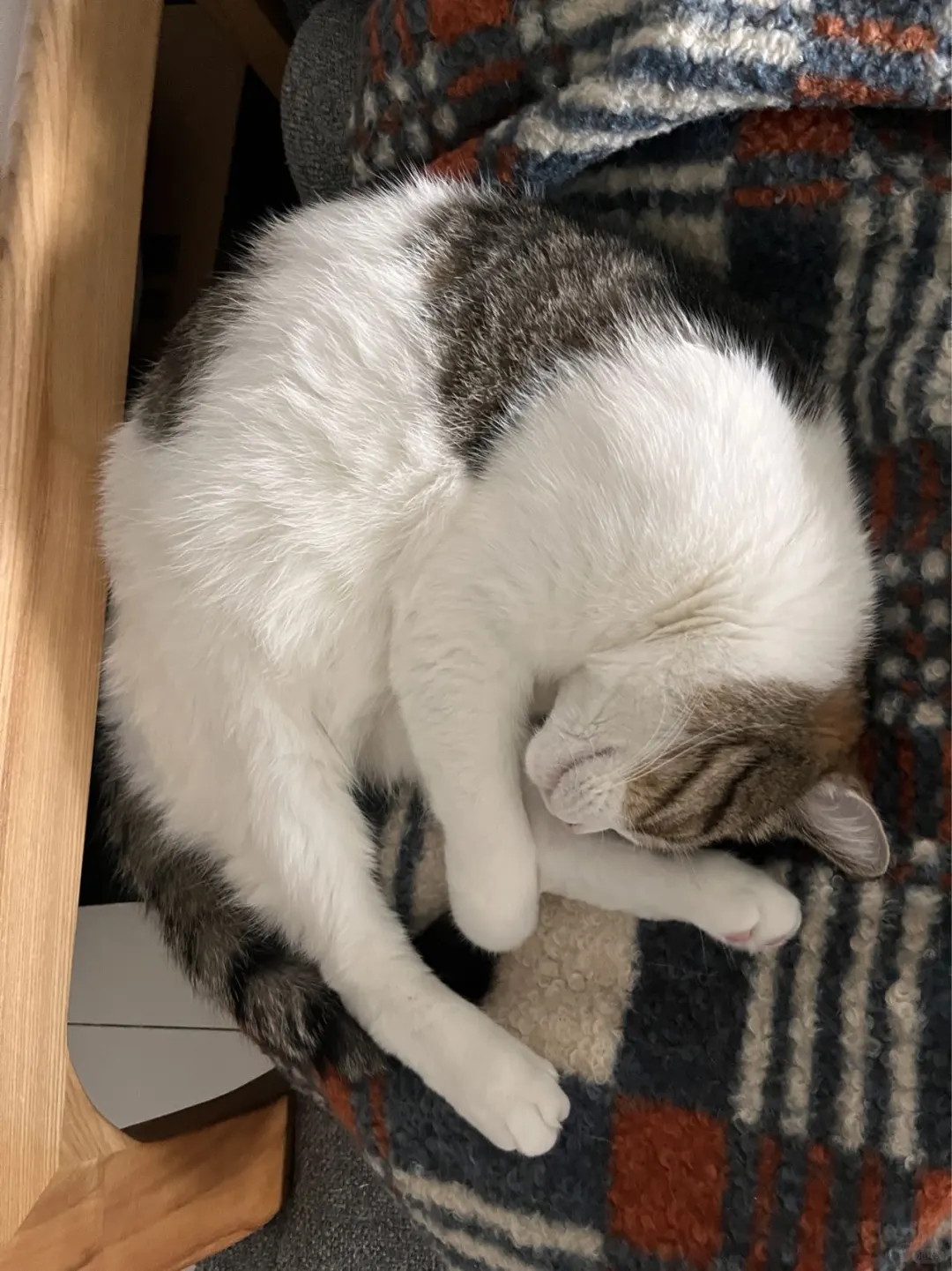 双猫家庭的猫行为会互相传染❓