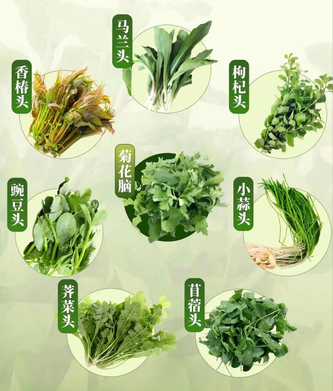 南京人的春天从“七头一脑”春菜开始
         那非“马兰头”莫属了！
