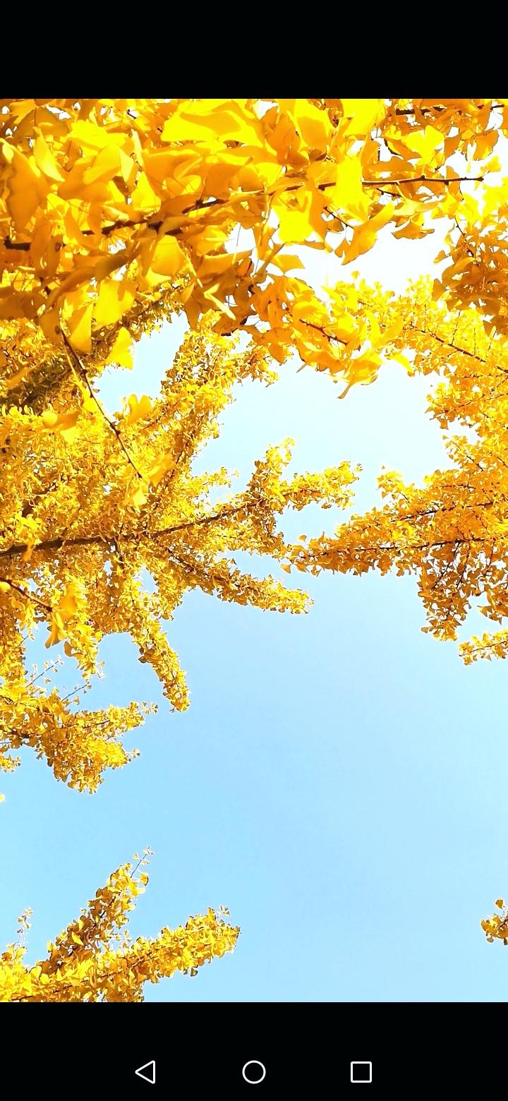 一年一度的红叶观赏季马上就要结束了。我们这里的红叶开始落了30%了，银杏叶落的也