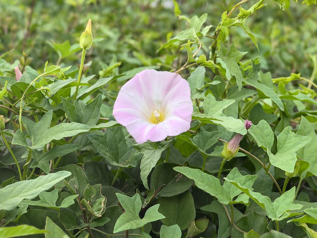 分享随手拍下的花朵打碗花，路边随处可见，普通且平凡，默默生长绽放，扮靓了生活的色