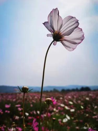 #情爱日记[超话]#凄凉今古事，惨淡欲伤神。江上风涛急，孤舟恋此身。 ​​​