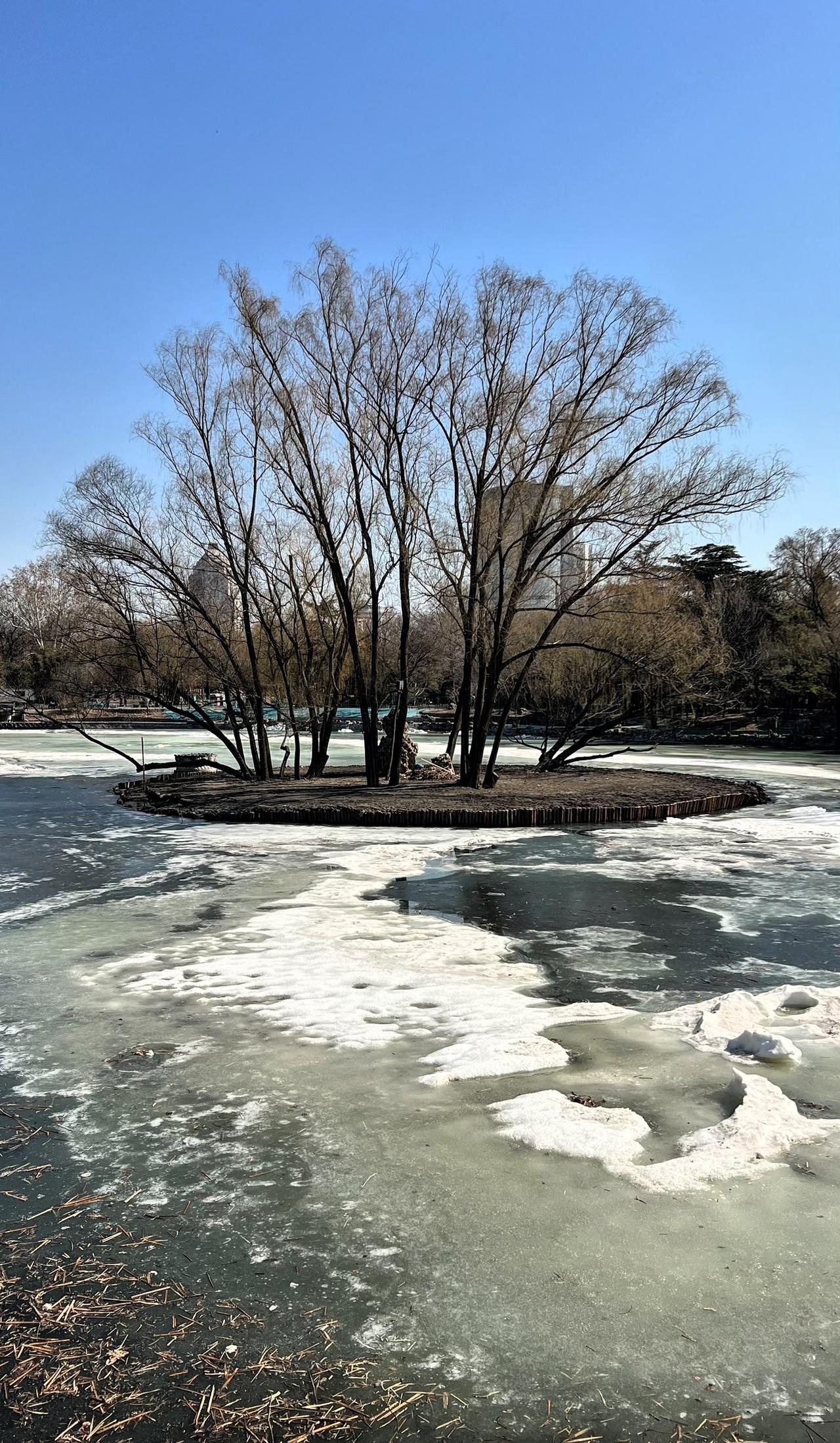 【原创】冬日冰封湖面，孤树傲立中央，静谧而美丽。