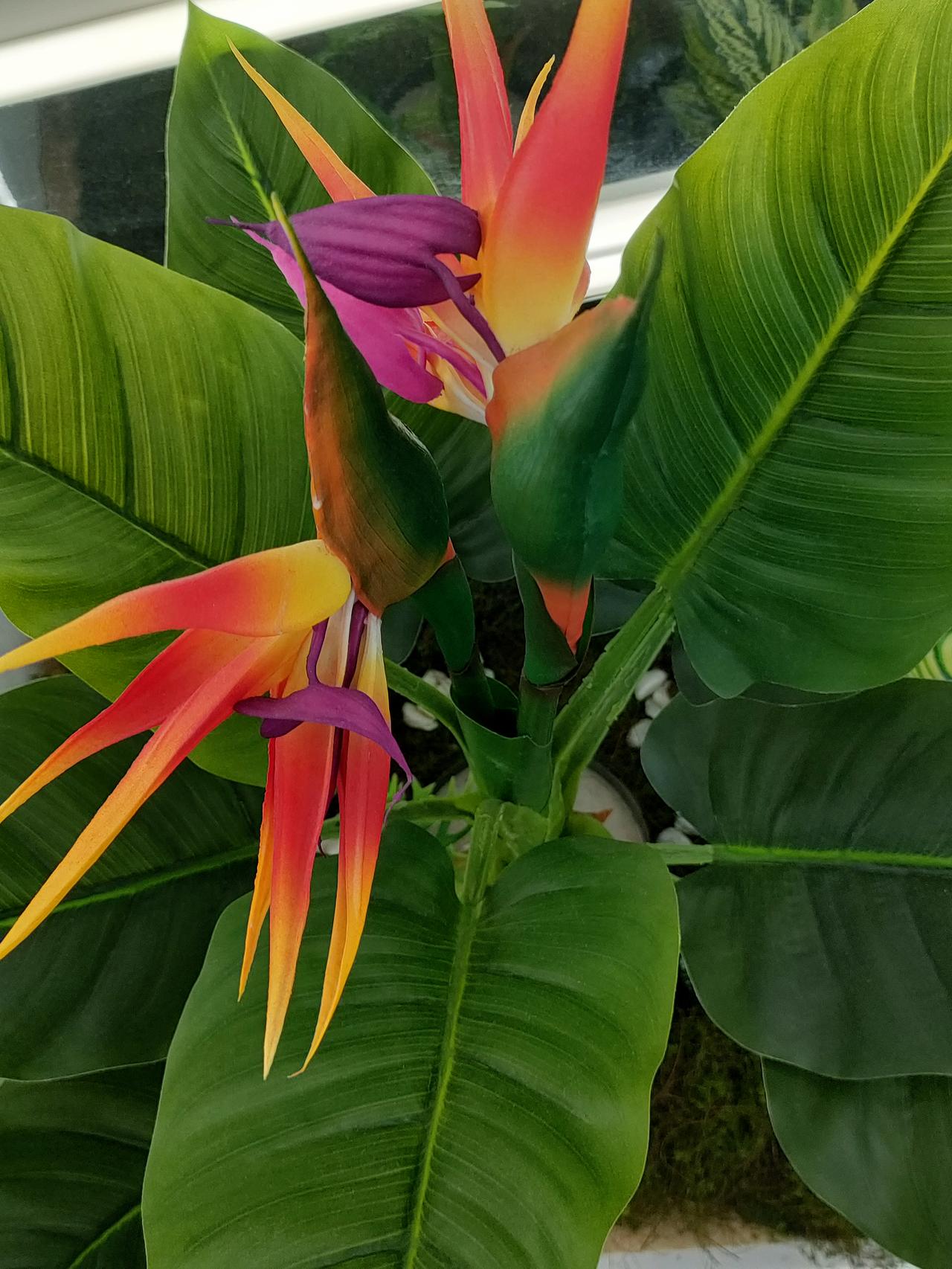 这是鹤望兰，也叫天堂鸟，花型像仙鹤翘首远望，色彩艳丽，确实美得让人一眼就心动。