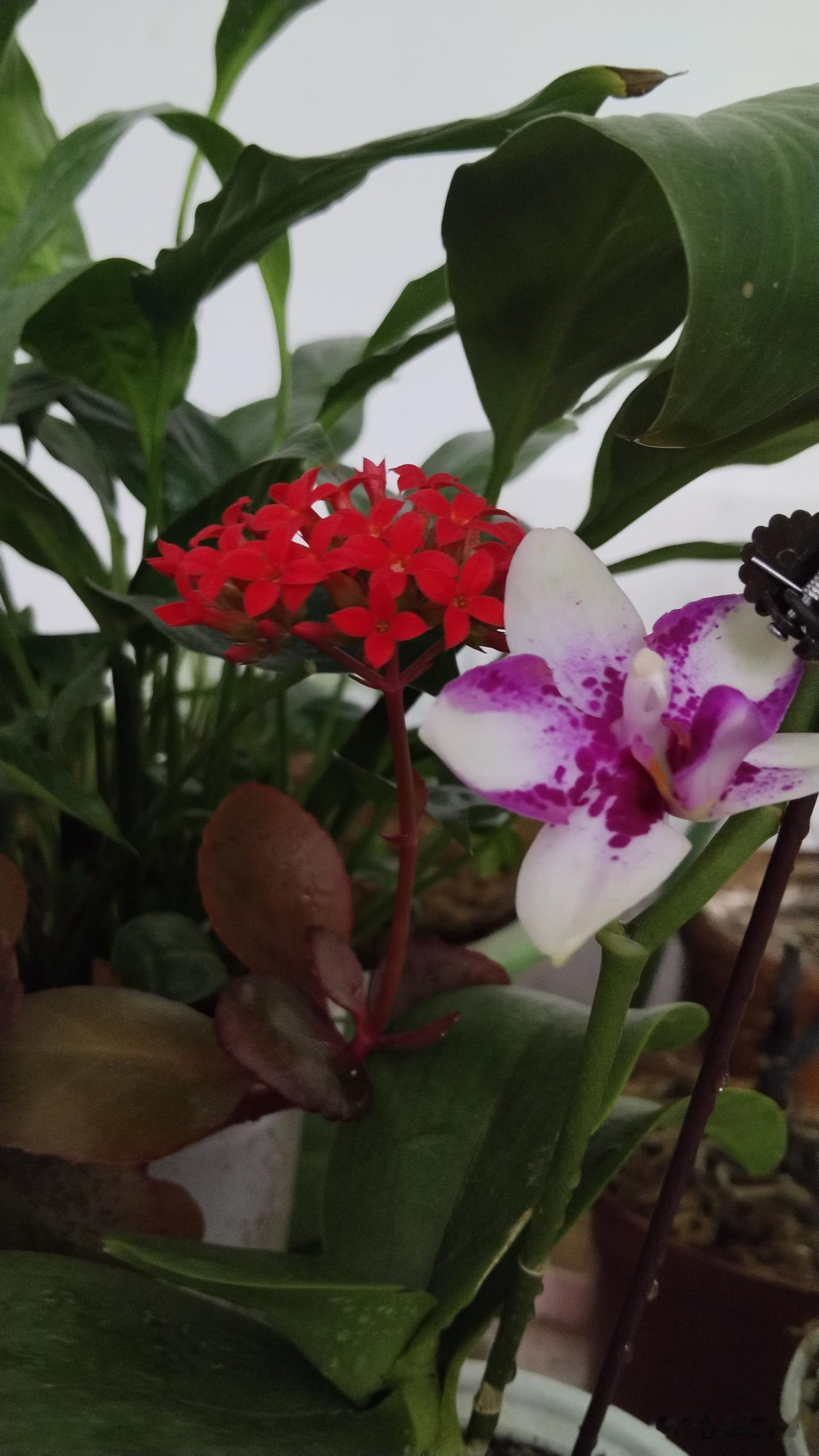 去年的一棵小苗，今年就长成了一簇簇的花开。鲜艳的红花，透红的叶片，真是红红火火，