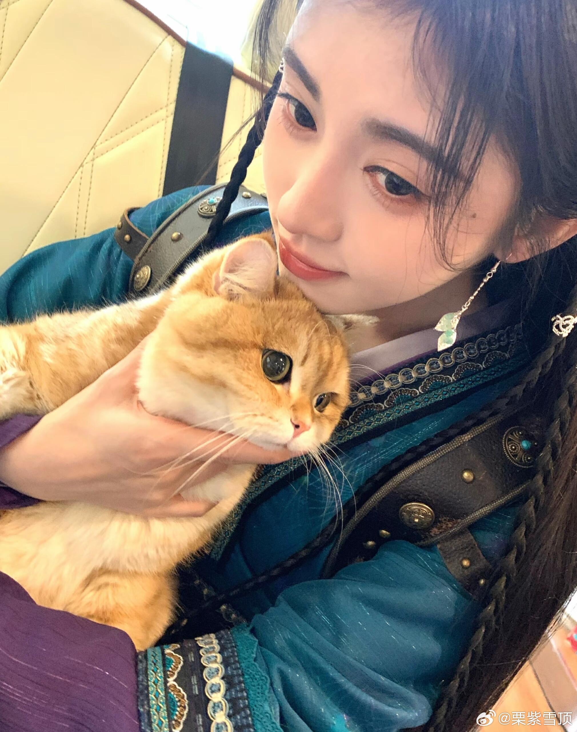 鞠婧祎的猫也有番位 这个话题真的好好笑，女明星的猫排番位，每只小家伙各司其职，白