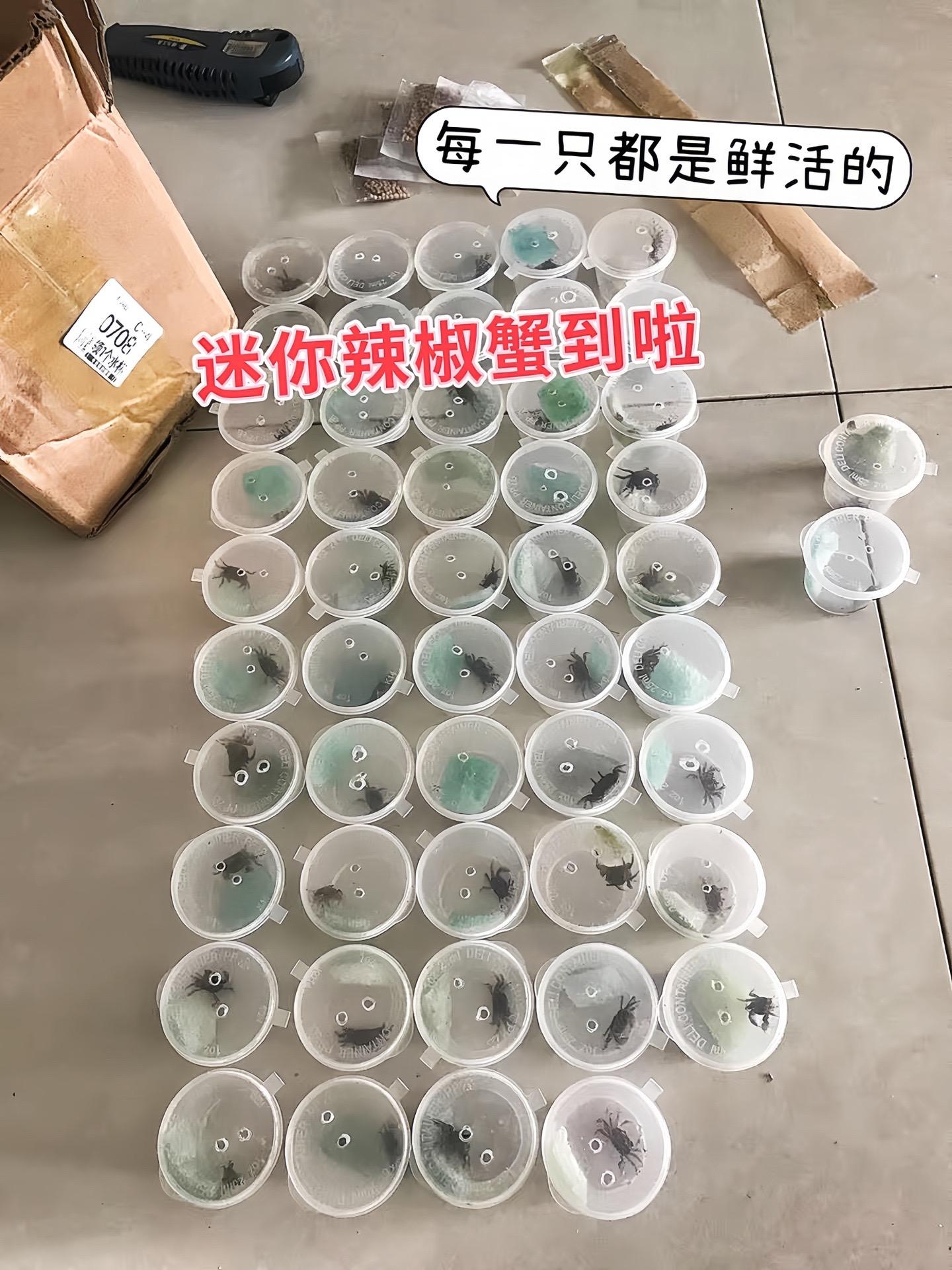 在精心布置的微缩水景里，迷你辣椒蟹可是“生态小卫士”。它们凭借娇小身躯...