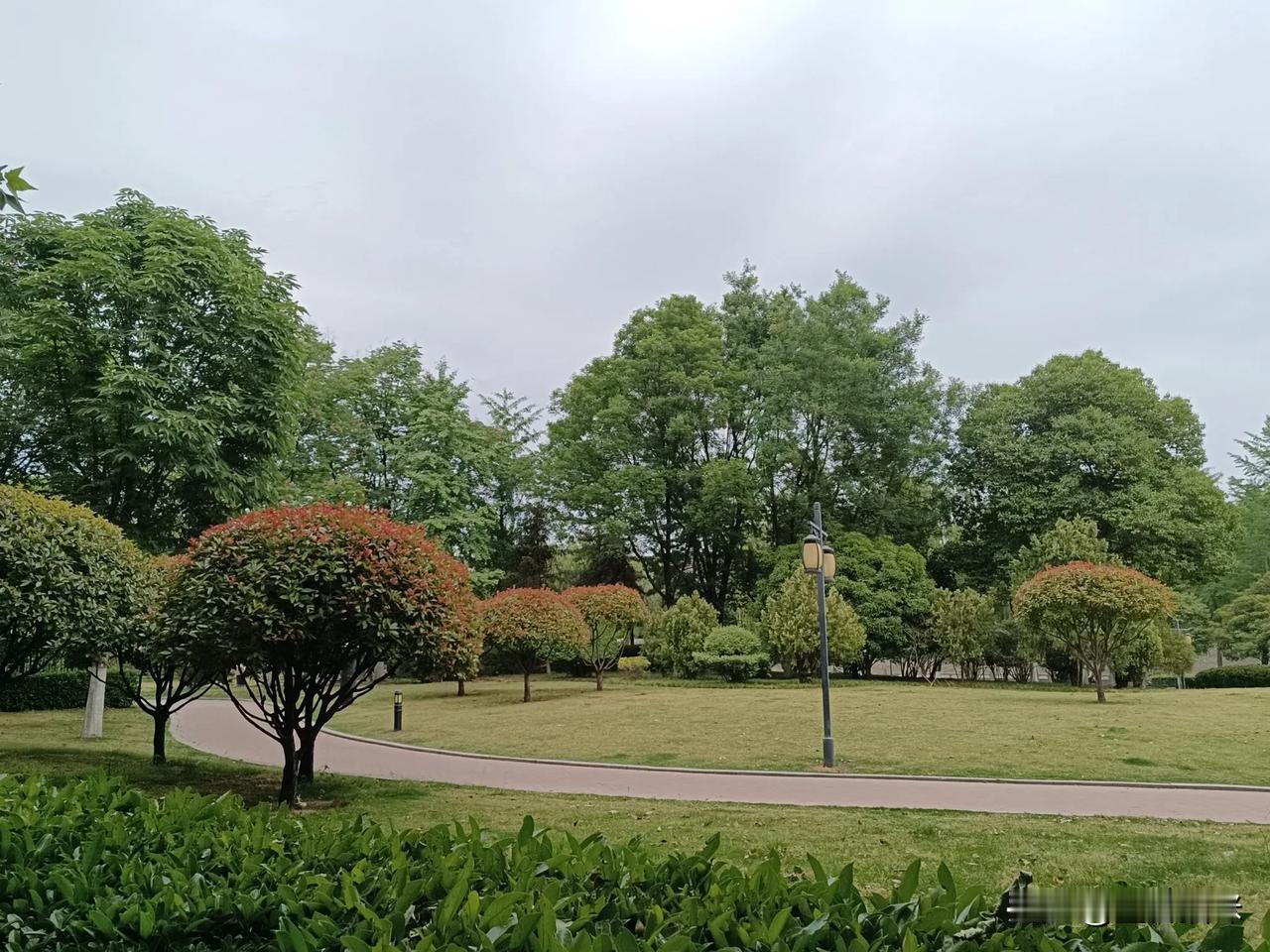 我在窗外冬青树的树底下撒了一些丝瓜种子，丝瓜苗破土而出，天天都要给它们浇水，这么