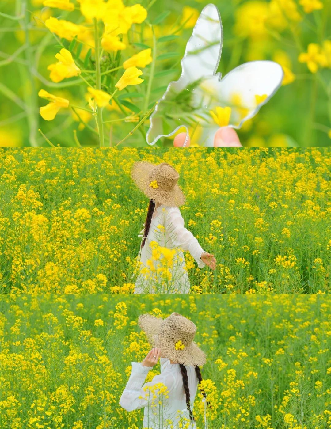 成都春天不要错过这条赏花徒步路线！
这条踏青路线可以看到油菜花、樱桃花、李子花～