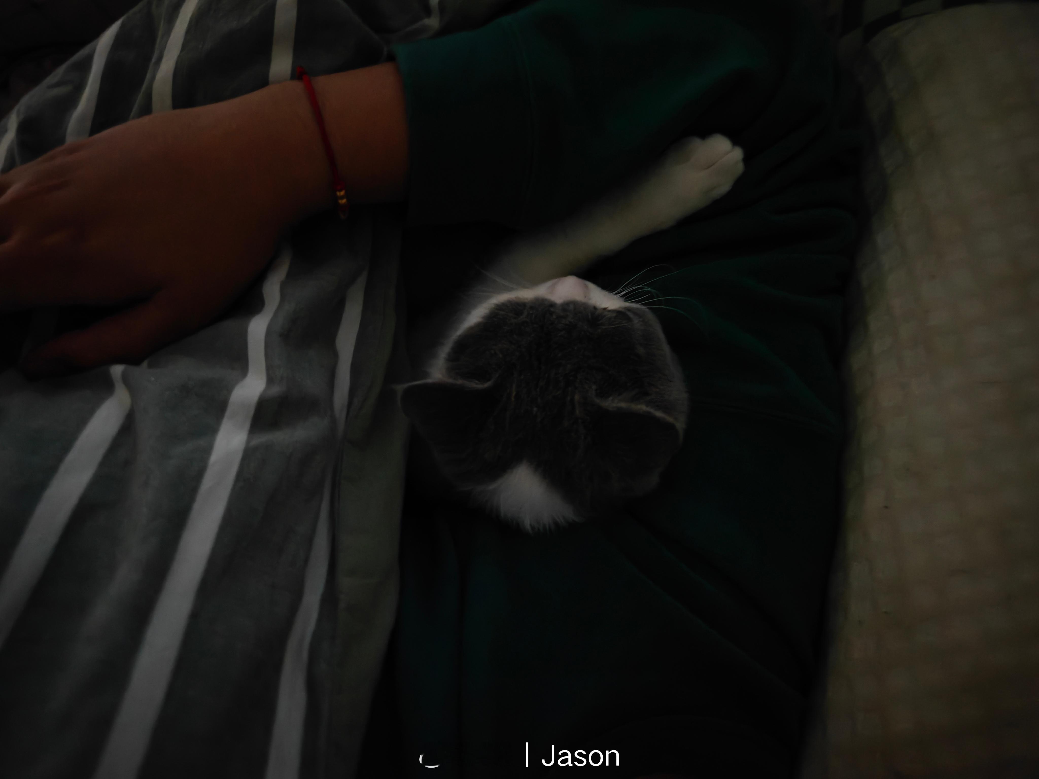 是一只超级可爱又乖巧的小猫咪。Good. ​​​