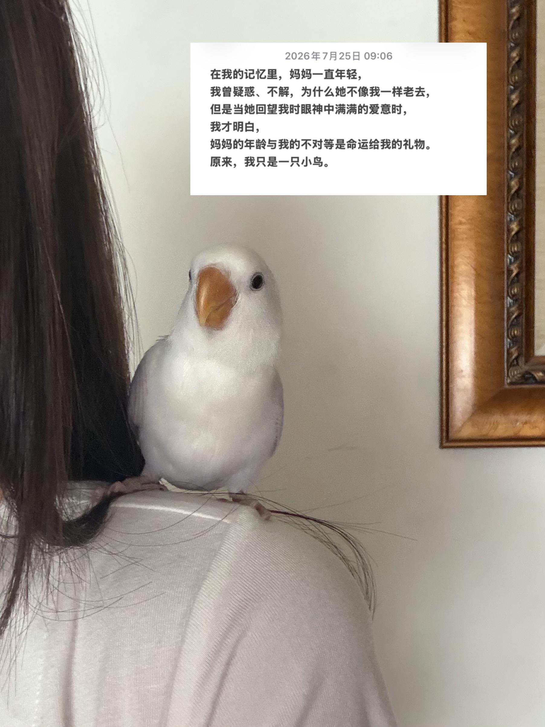 原来我是一只小鸟。