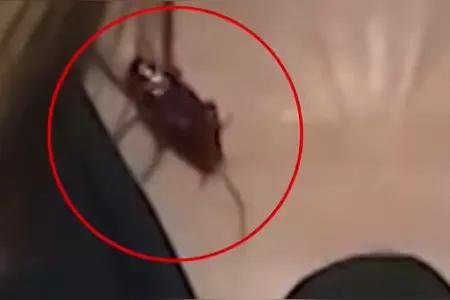 这职业素养真的是没话说[赞]

美国女记者无视胸前蟑螂坚持播报

蟑螂，俗称小强