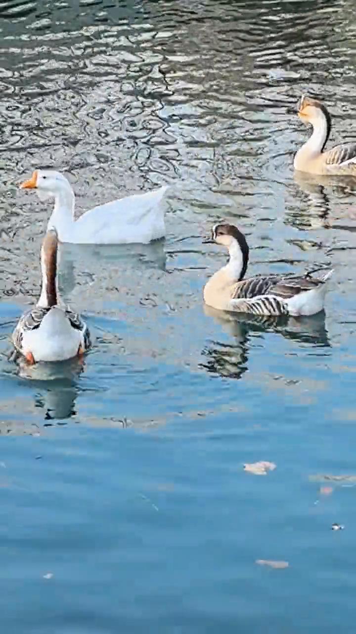 金汤玉液中的快乐。
旅行中看到温馨可爱的场景，洛阳滴翠湖中的景色太萌化了。大灰雁