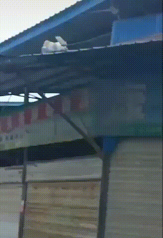 喵：唉散个步一条命又没了……
