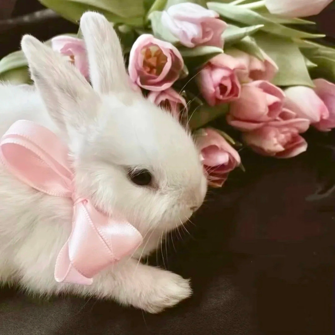 审萌积累｜萌趣可爱小兔子头像分享𝑆𝘩𝑎𝑟𝑒. 🐰幽默头像｜可爱头像｜
