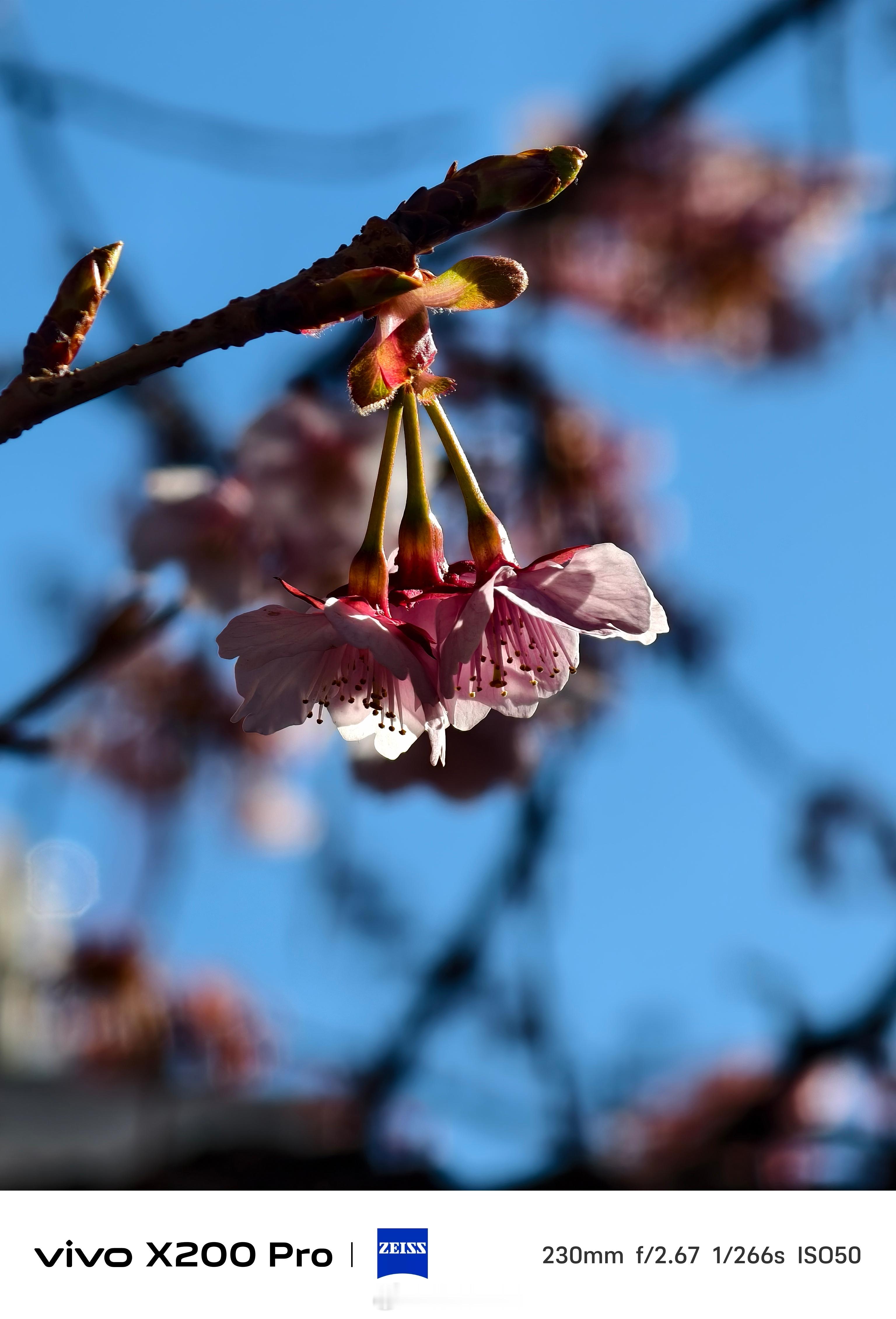 嘿嘿 赶上日本早樱了🌸从河津找到热海终于给我拍上了！ 