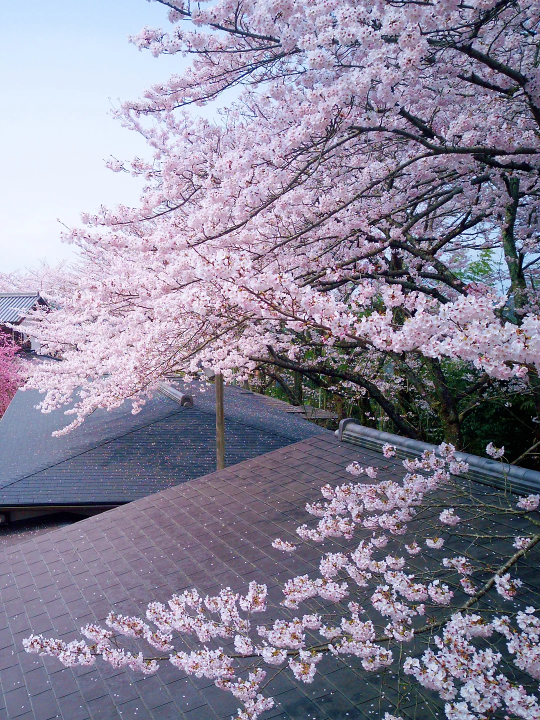 🌸大阪樱花季私藏攻略｜承包整片花海！