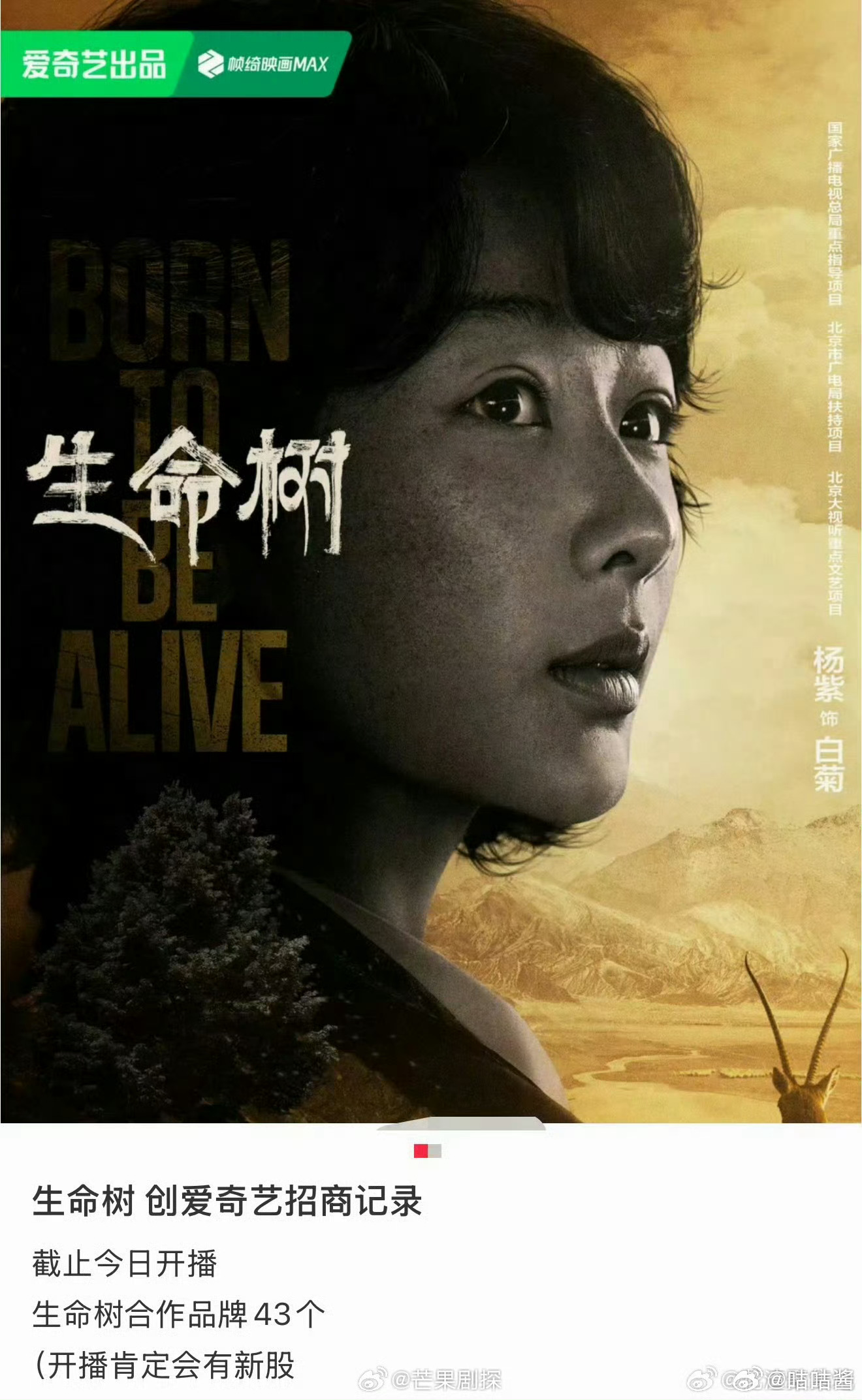 生命树破平台招商记录生命树招商破纪录 电视剧生命树招商破平台记录 