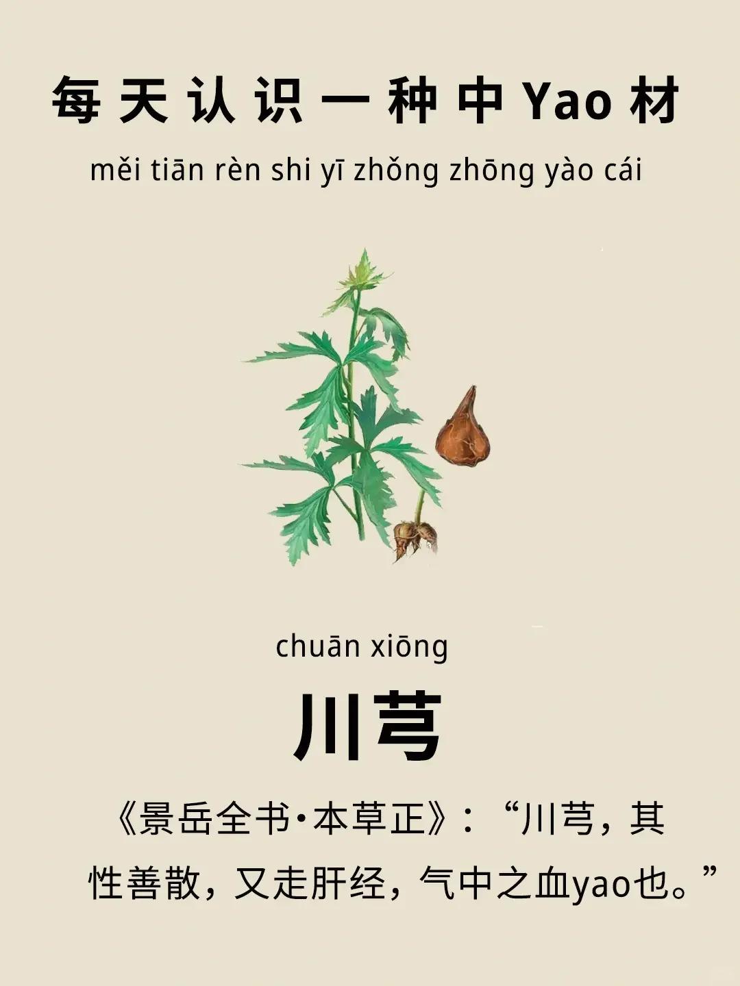 每天认识一种中药材－川芎
🍃川芎是一味活血化瘀，为伞形科植物川芎的干燥根茎。