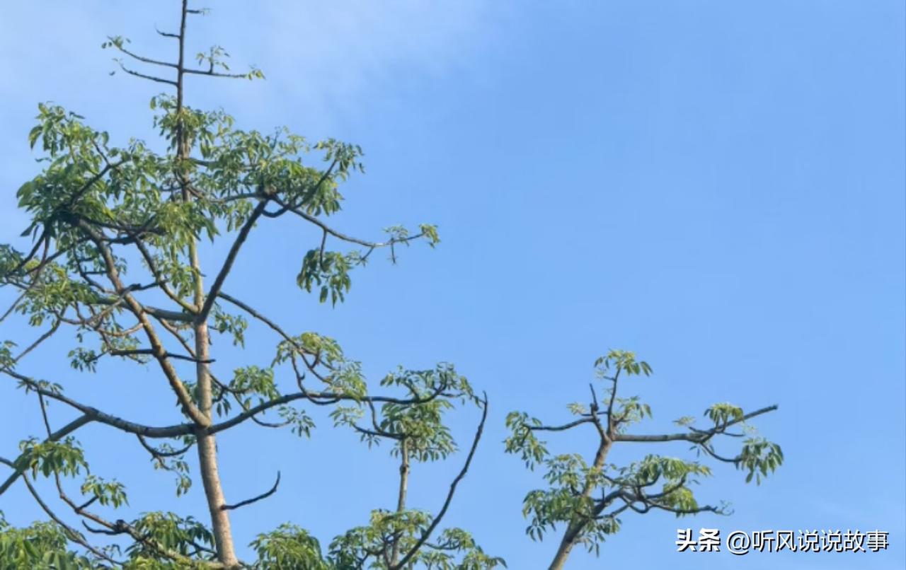 ❤️高考完了，结合高考后时间充裕、心态放松的特点，分必做事项、提升成长、玩乐放松