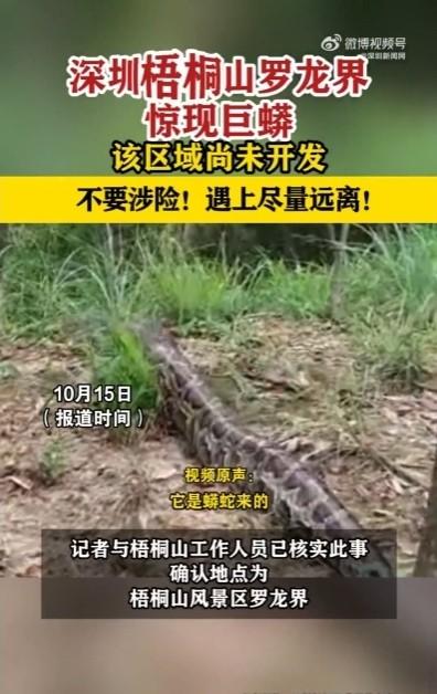 梧桐山惊现巨蟒，网友差点踩上“蛇路”，这事儿你听说了吗？
就在深圳梧桐山，一条数