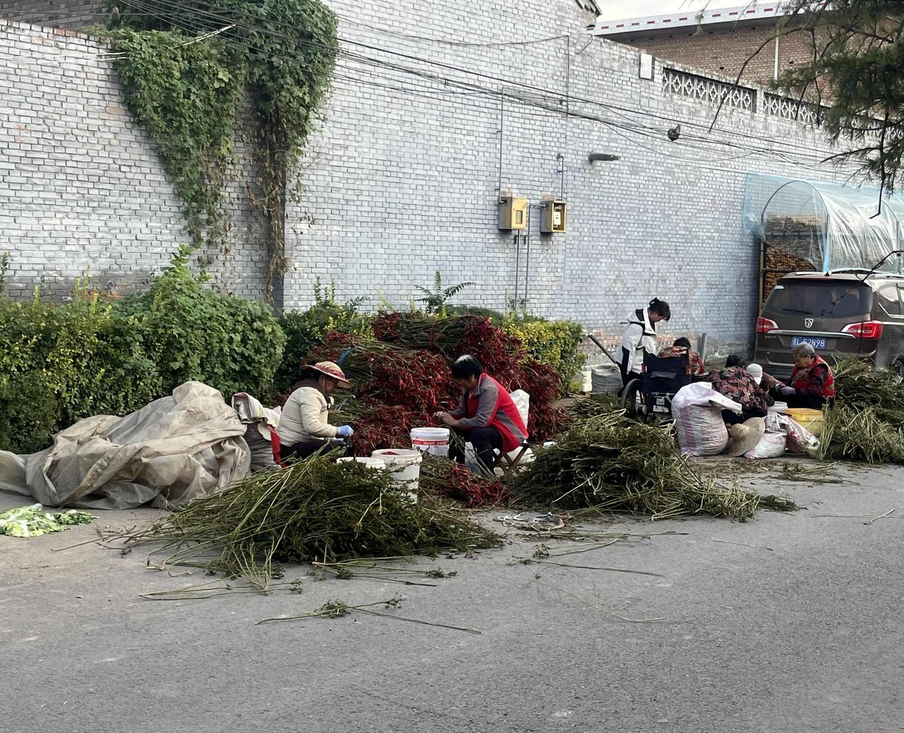 农村摘辣椒现场，摘一斤几毛钱，都是上了年纪的人在摘，其中还有一位是坐轮椅的大妈。