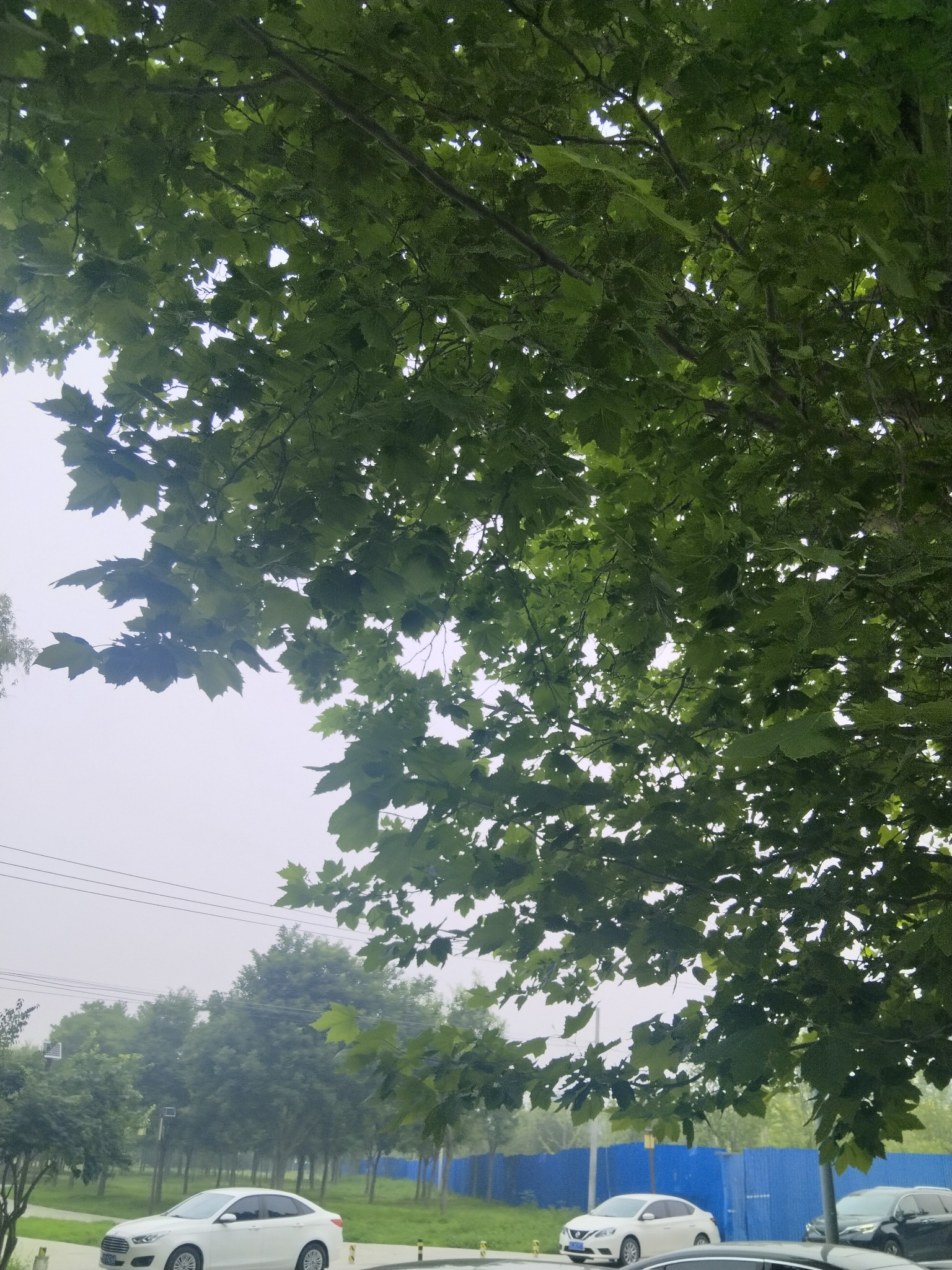 端午节。 下雨的端午节，想起久远的先秦时期……绿植领养 沐月记  绿洲