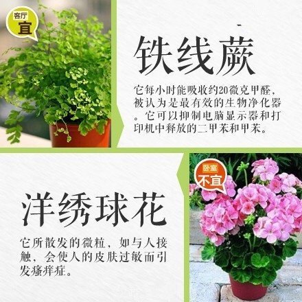 教你如何摆放室内绿植，涨知识了 ​​​