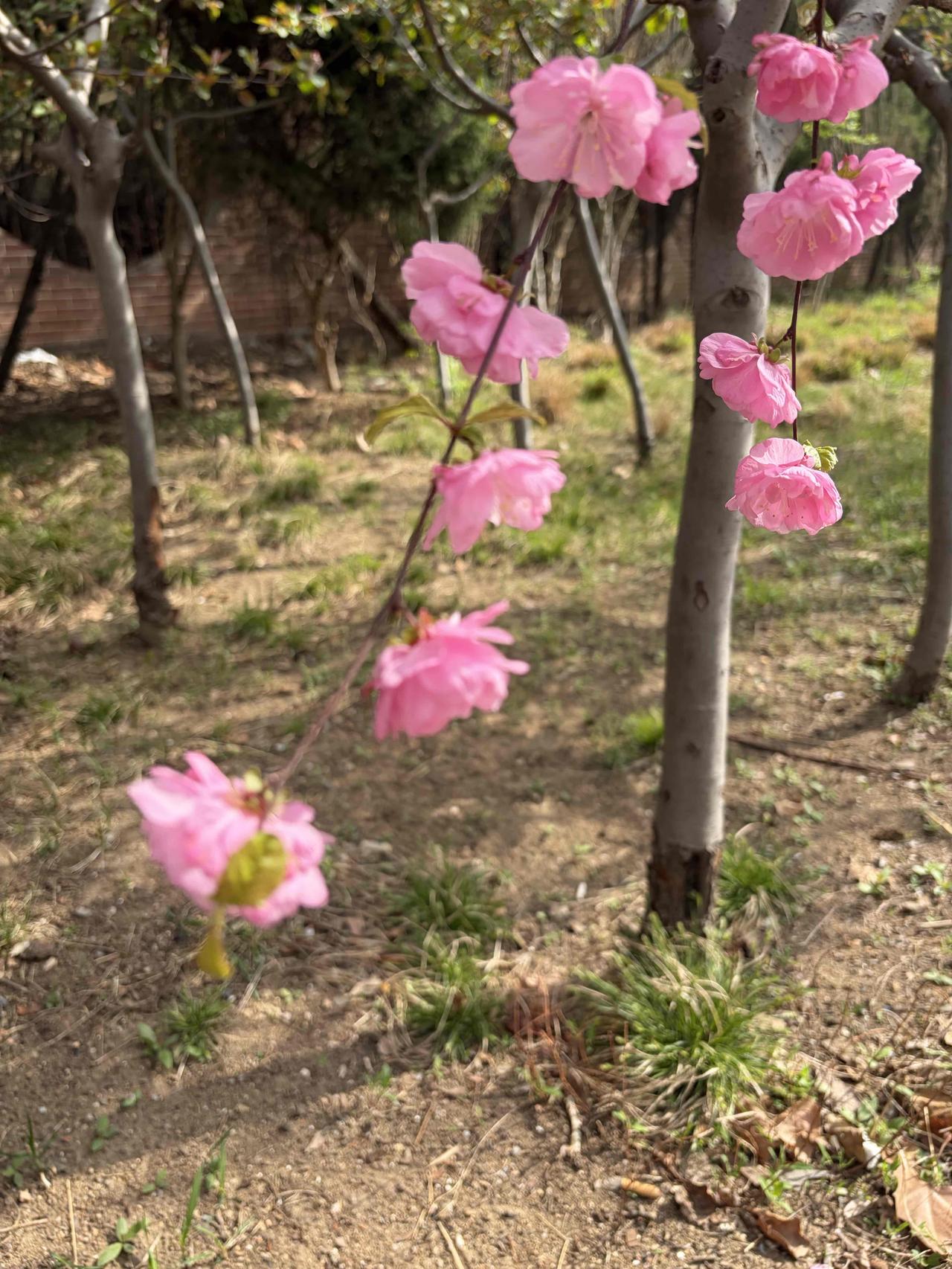 上联：肩挑日月游天下，
下联：眼望星辰处世间。
下联：头顶风霜望海边。