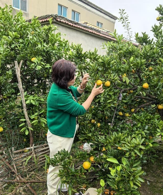 今天单位组织退休人员一日游，下午安排去果园采橘子。
带队的人反复提醒我们可以随便