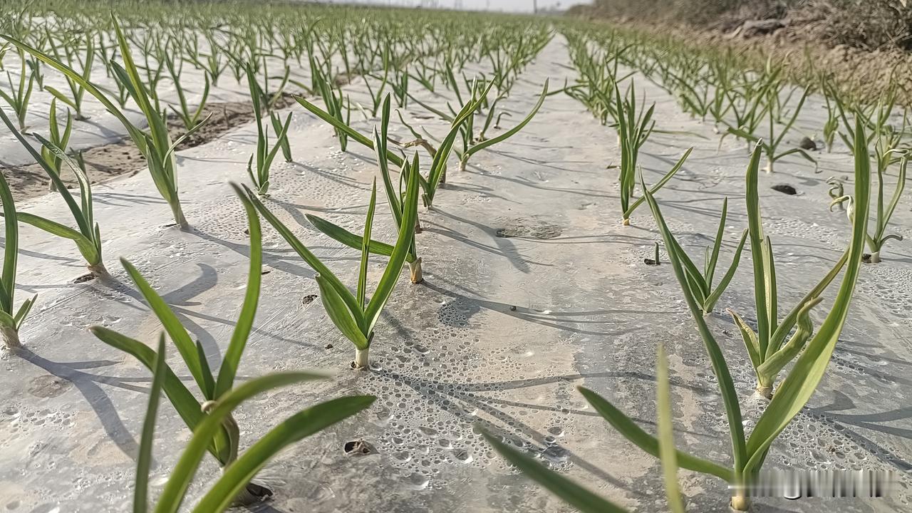 4月10日，杞县鲜蒜苔每斤1.1元左右，早熟蒜每斤1.6-1.7元左右，把蒜每棵