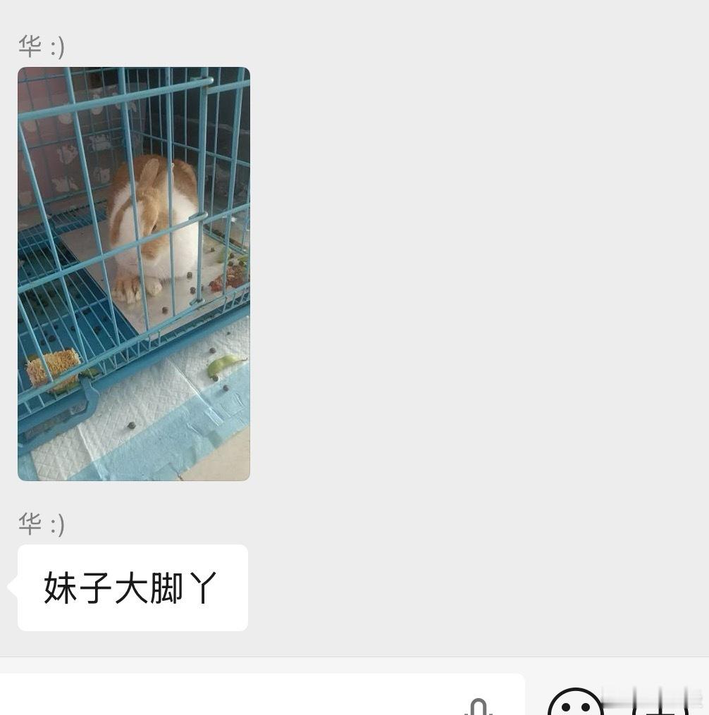 5岁女孩抱完兔子永久性脱发看完瑟瑟发抖，我侄女家里正养着兔子呢！还称兔子为兔小妹
