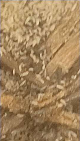 花盆里面出现了密密麻麻的虫子 ​​​