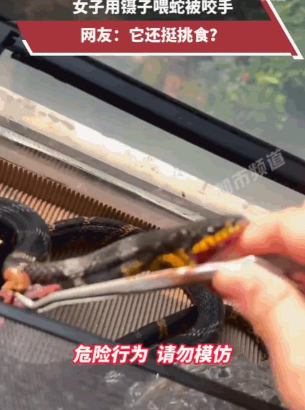 防不胜防！江西，一女子正拿着镊子，小心翼翼地给家养的棕黑锦蛇喂食。就在食物即将送