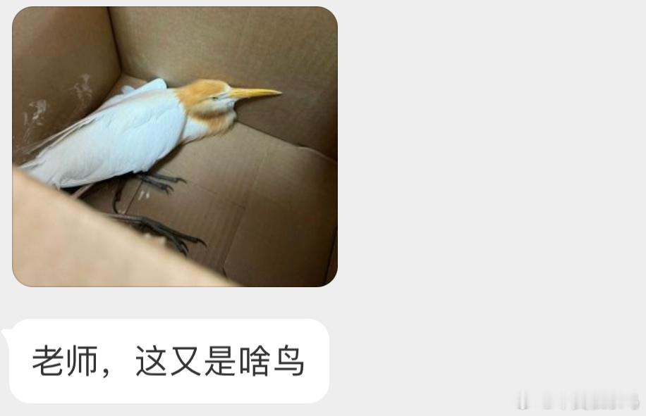 一脸不屑的【牛背鹭】救助这类鸟一定要注意安全保持面部的距离受伤可以交给警察叔叔?