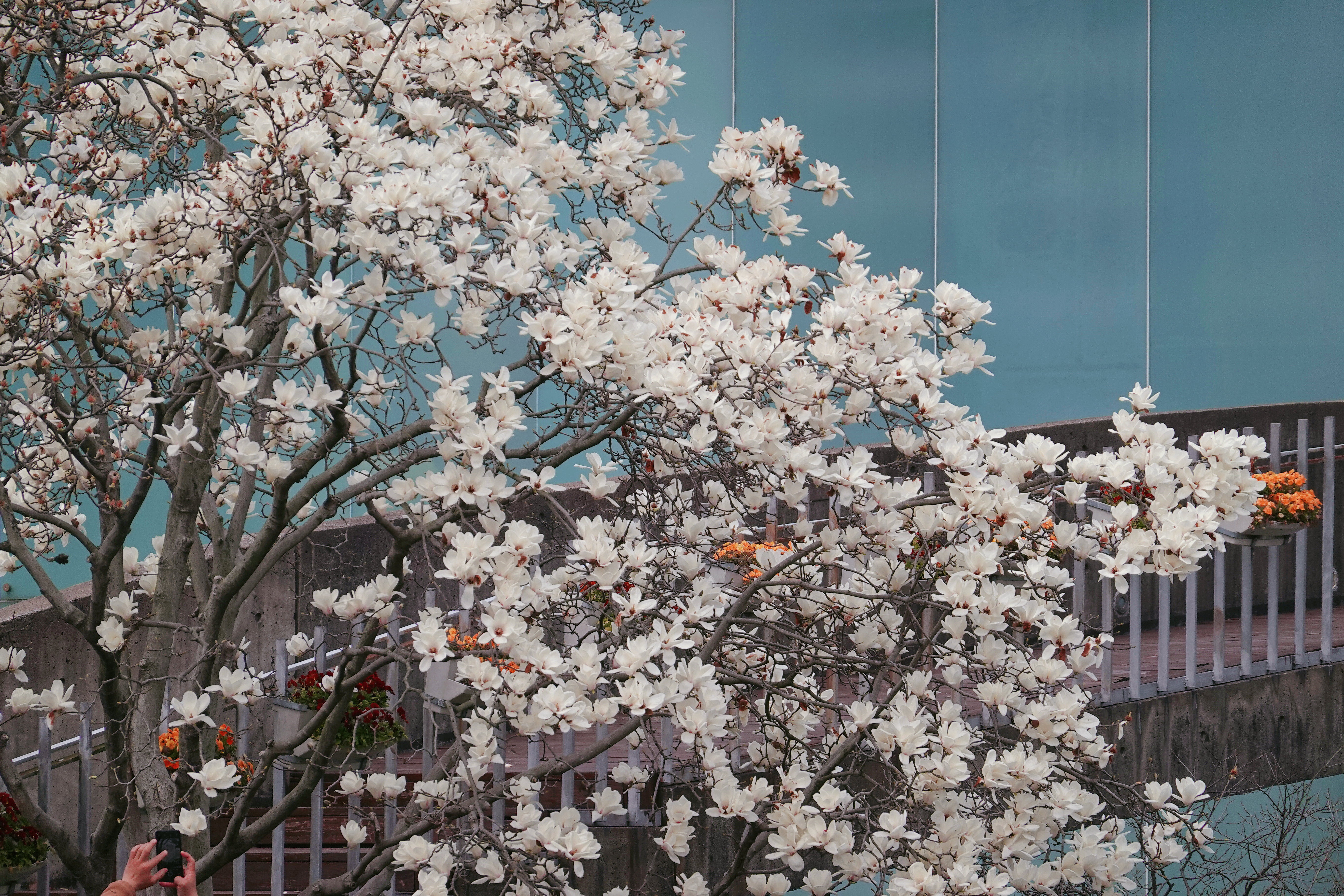 玉兰跟蓝色好配有点梵高杏花的感觉