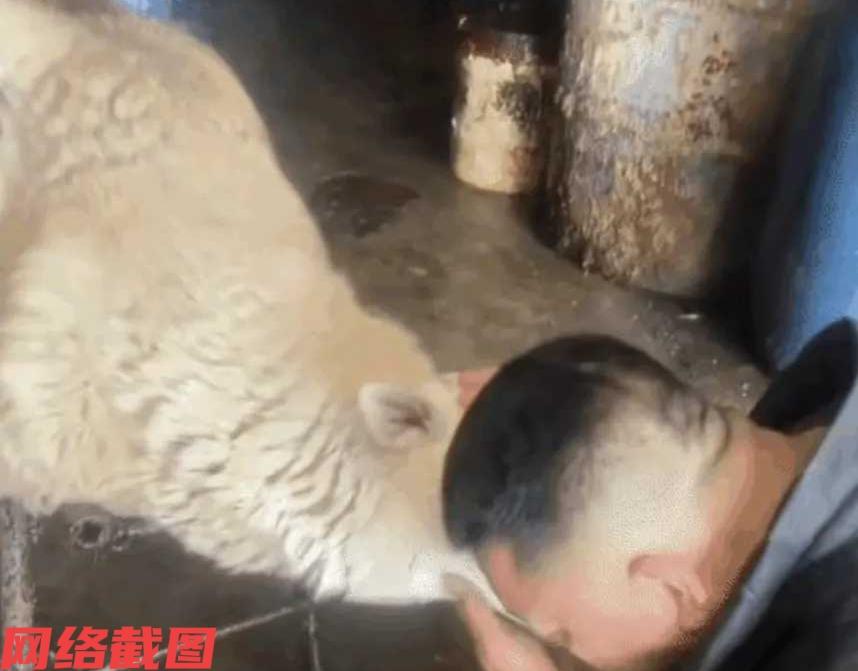 山东有男子在家中准备要杀多年饲养的羊。

只是这只羊被男子家饲养多年生出感情来，