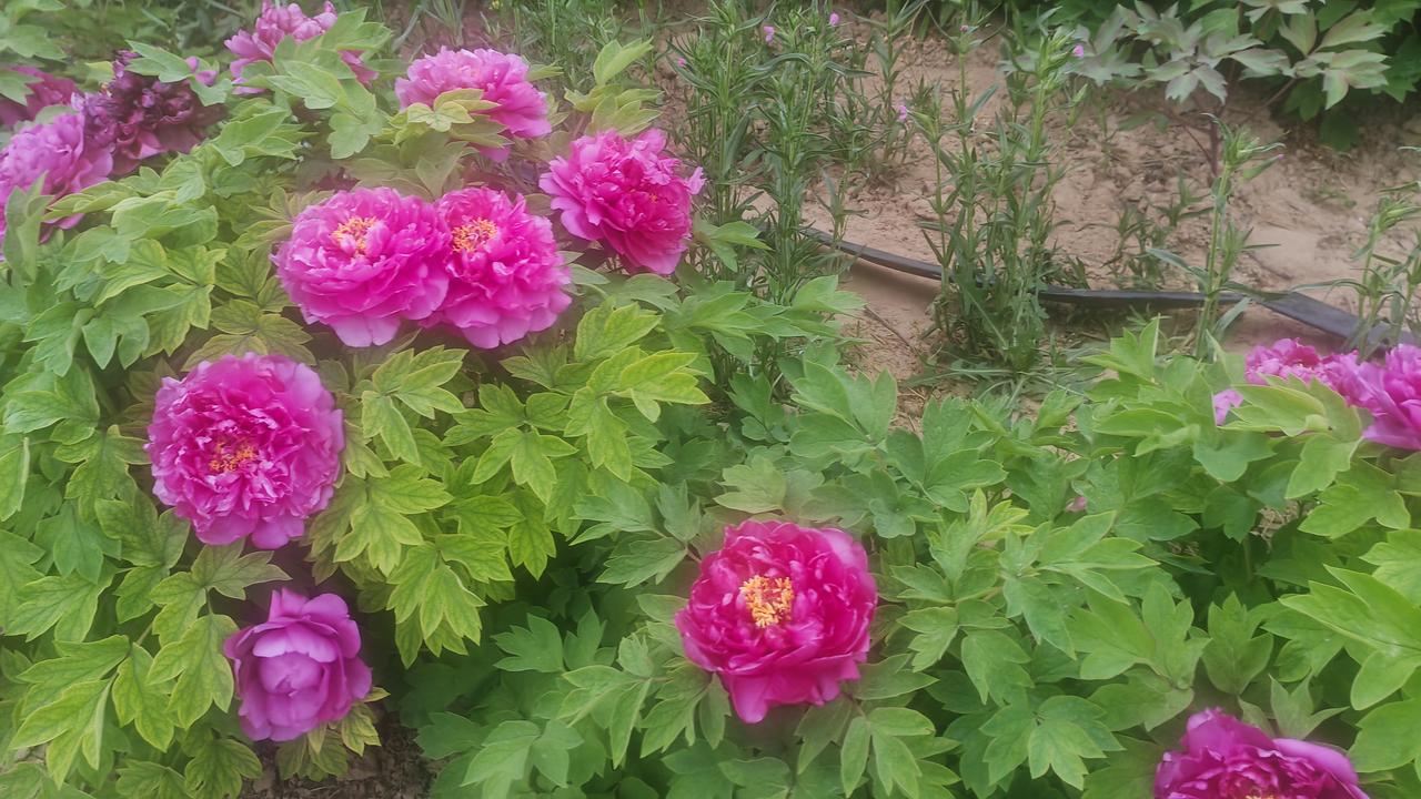 晒晒你拍的那些牡丹花春日里的牡丹开得正盛，层层叠叠的花瓣晕染出深浅不一的玫红，金