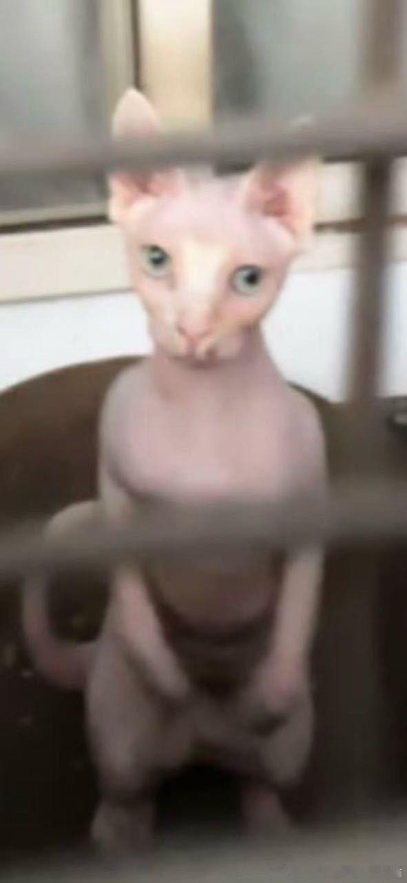 49881【丑猫】要打人了 