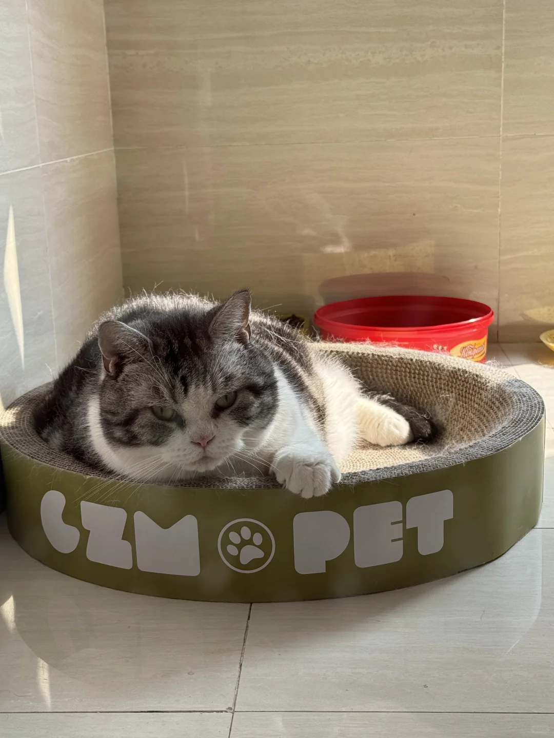 某🐱貌似很喜欢他的新睡床呀[偷笑R]
